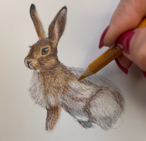 Hare being drawn in pencil, layering the colours to provide a deep blend.