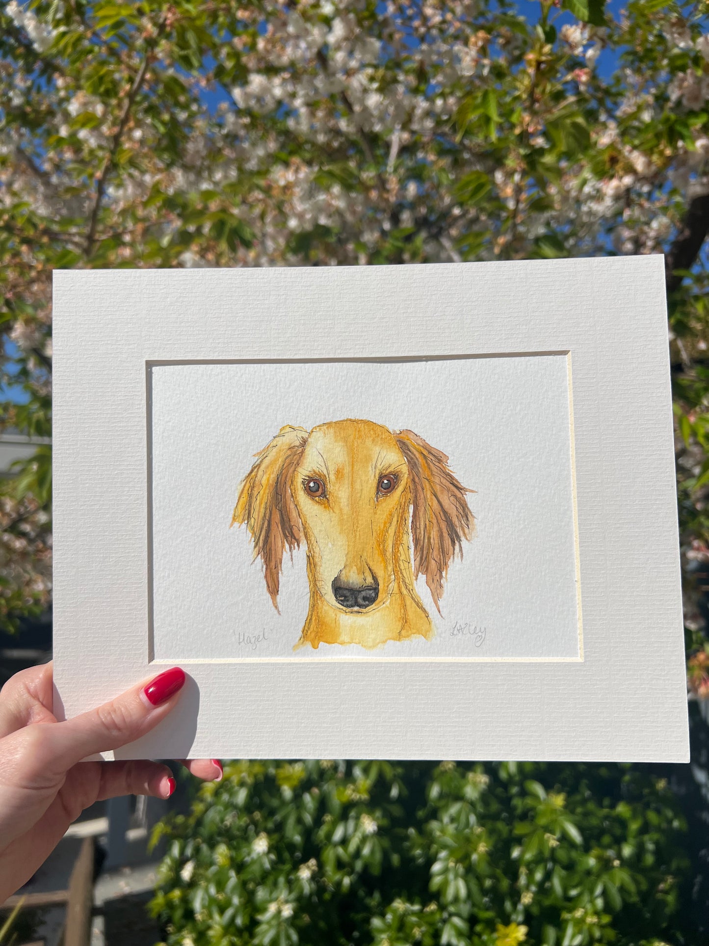 Watercolour painting of a Saluki dog named Hazel in a white mount with a garden background.