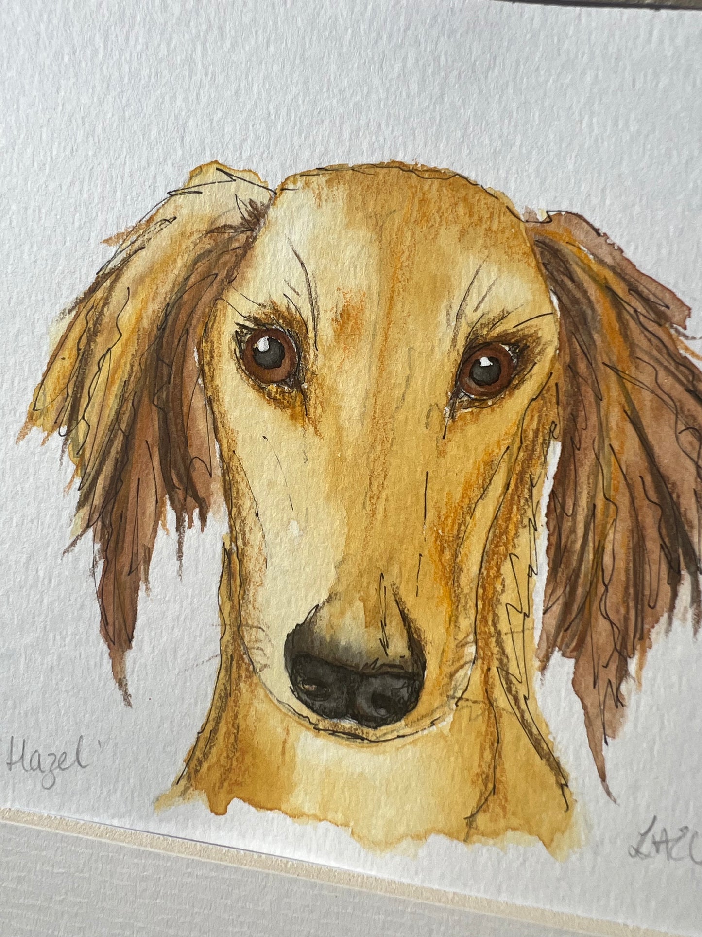 Watercolour painting of a Saluki dog named Hazel.