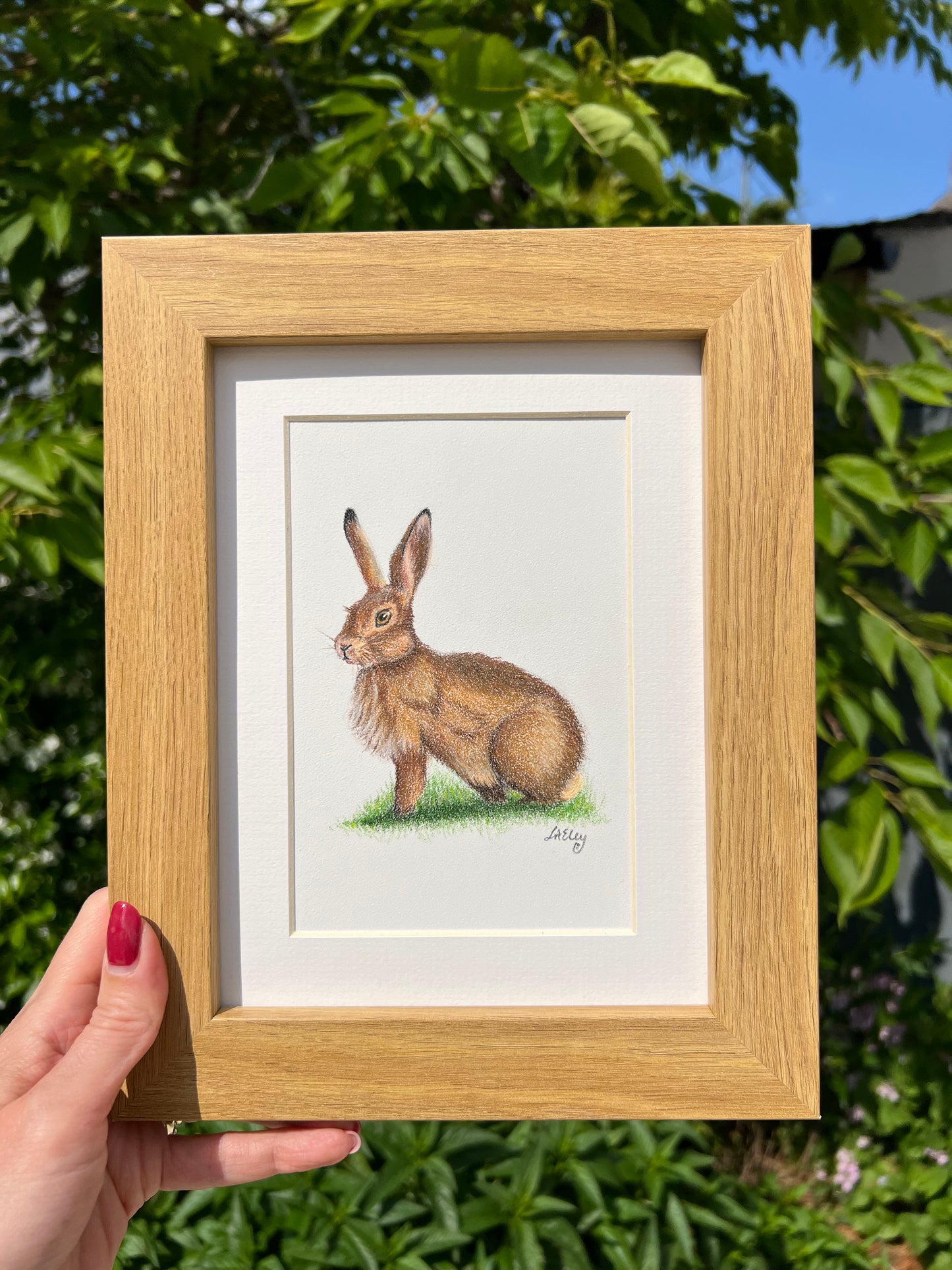 A pencil drawing of a hare sitting in the grass, held in a hand against an outdoor background. The drawing is framed in a wooden frame with a ivory-toned mount.