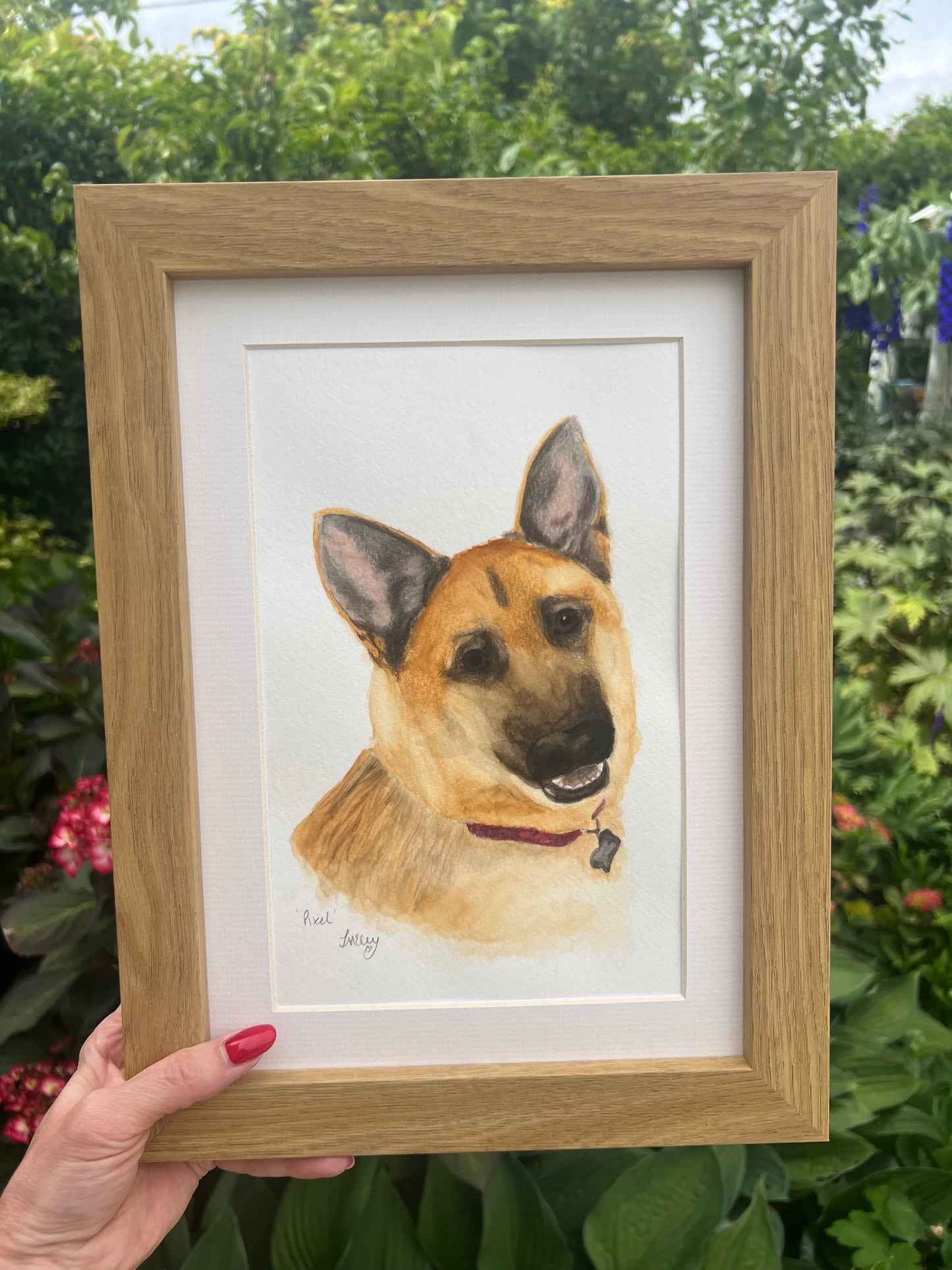 A custom watercolour pet portrait of a German shepherd dog, with garden in the background.