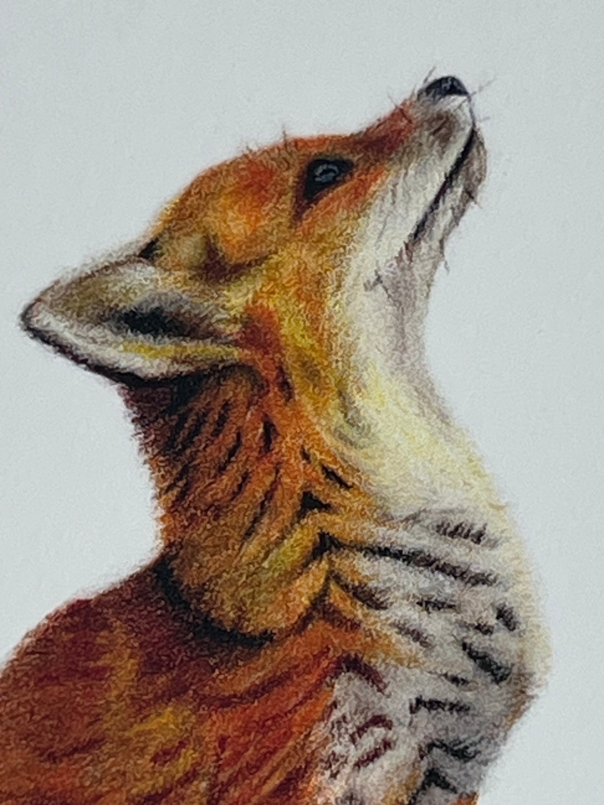 Close-up of a fox cub's face in vibrant oranges and reds with a neutral background