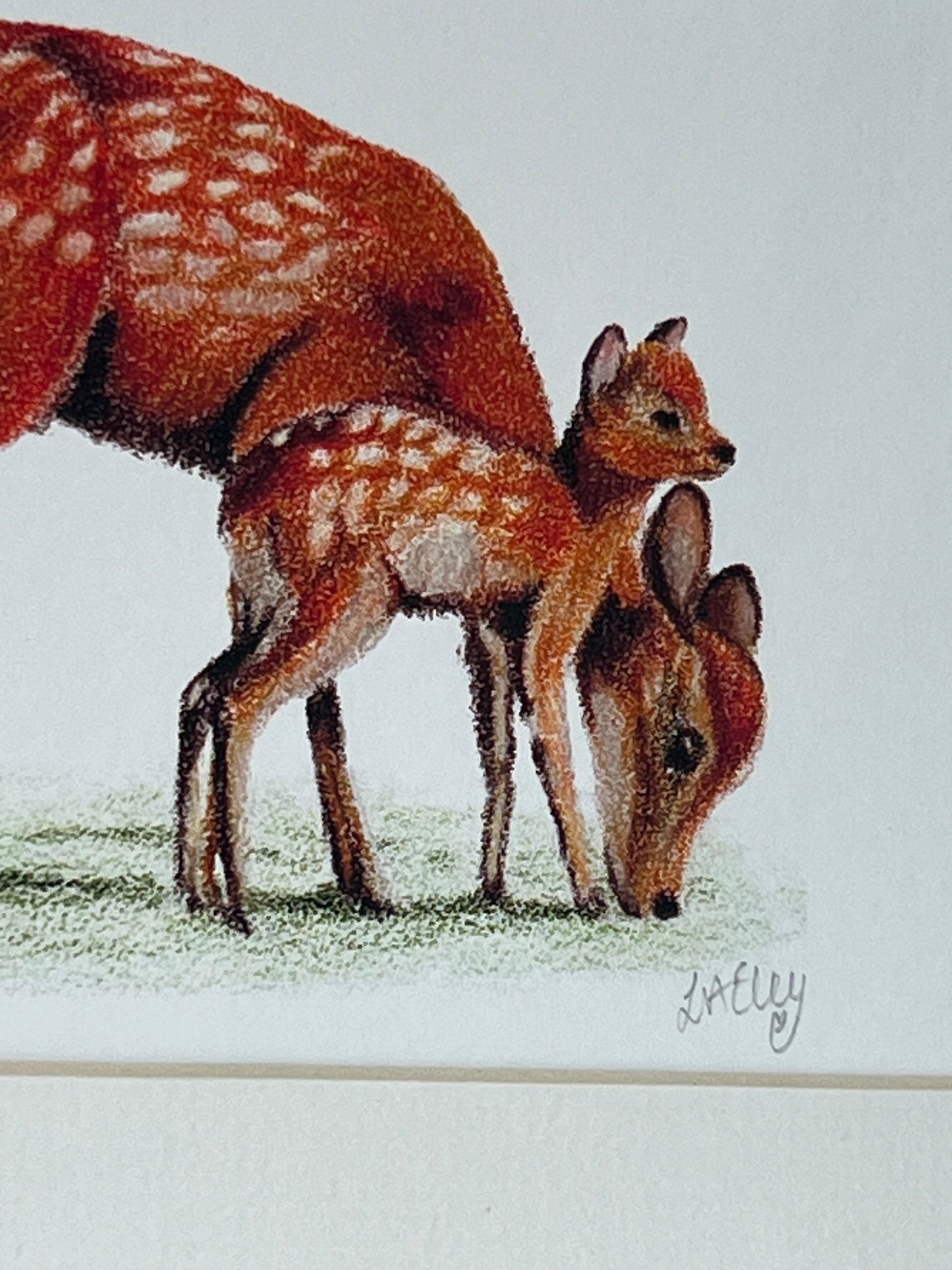 Close-up of a Sika Deer Mother and Fawn in vibrant oranges and reds with a neutral background
