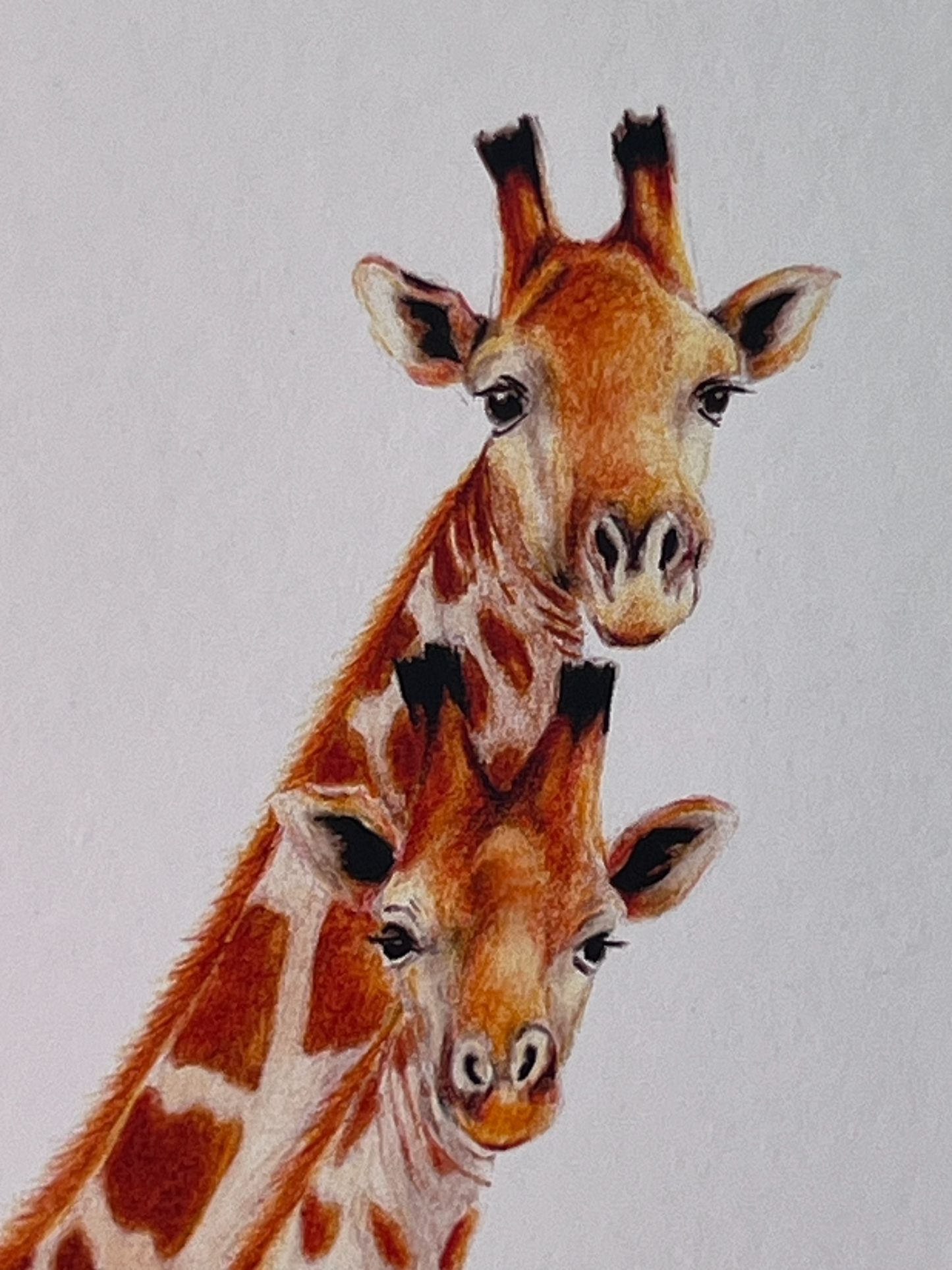 Giraffe Mum and Baby Pencil Illustration - Fine Art Print, Framed Animal Artwork