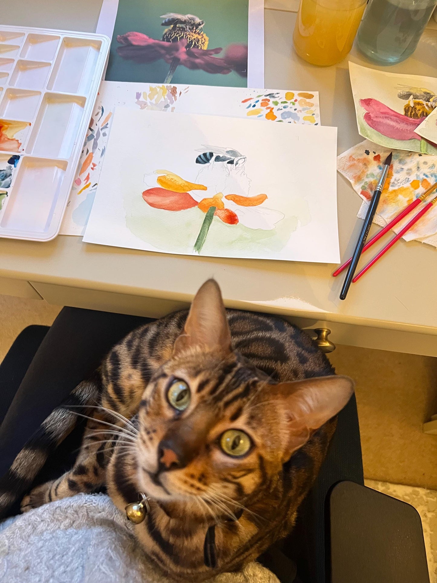 Watercolour honey bee on a vibrant orange flower being painted with a bengal cat.