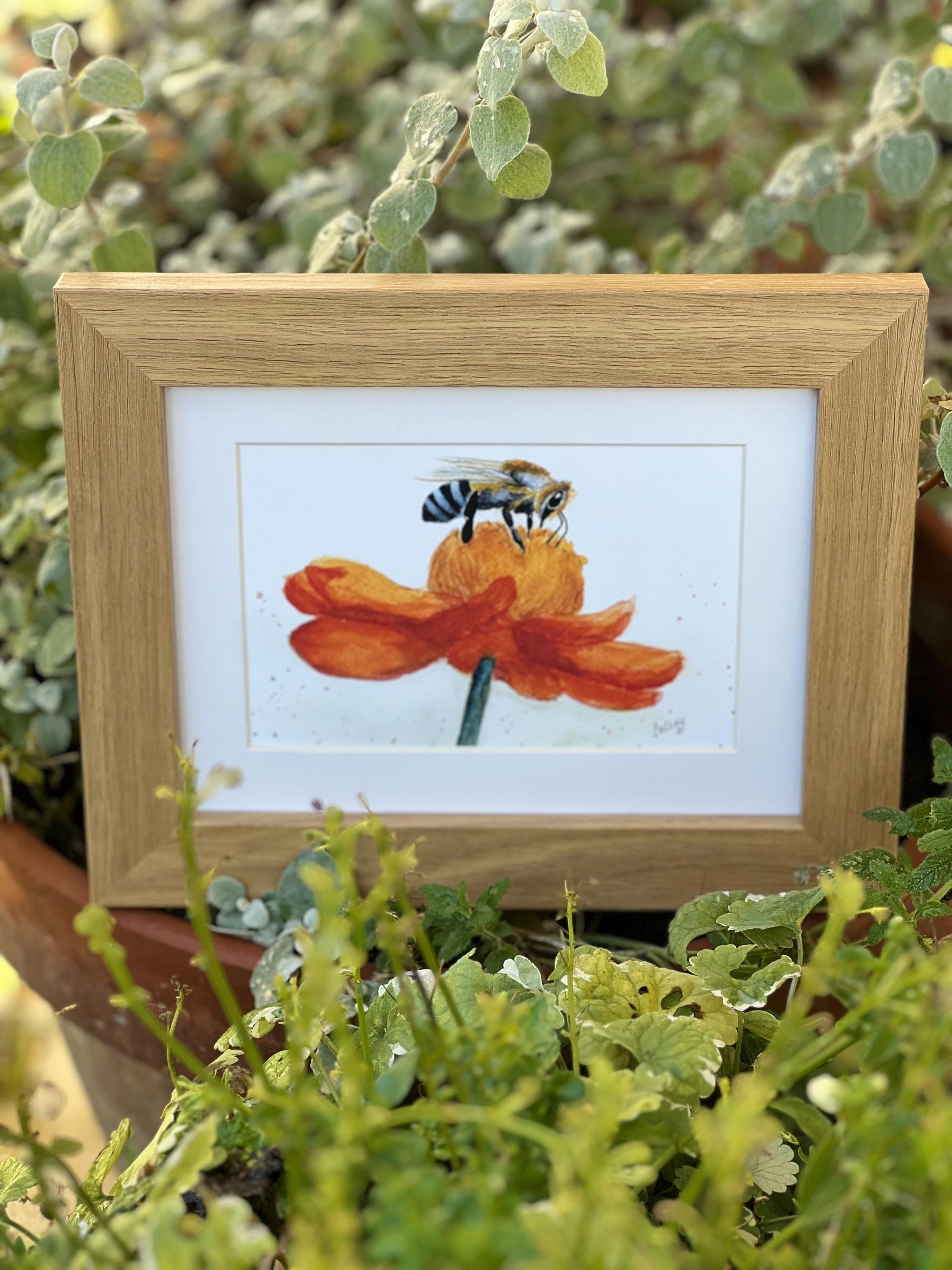 Watercolour honey bee on a vibrant orange flower in a oak finish wooden frame and white mount in a garden setting.