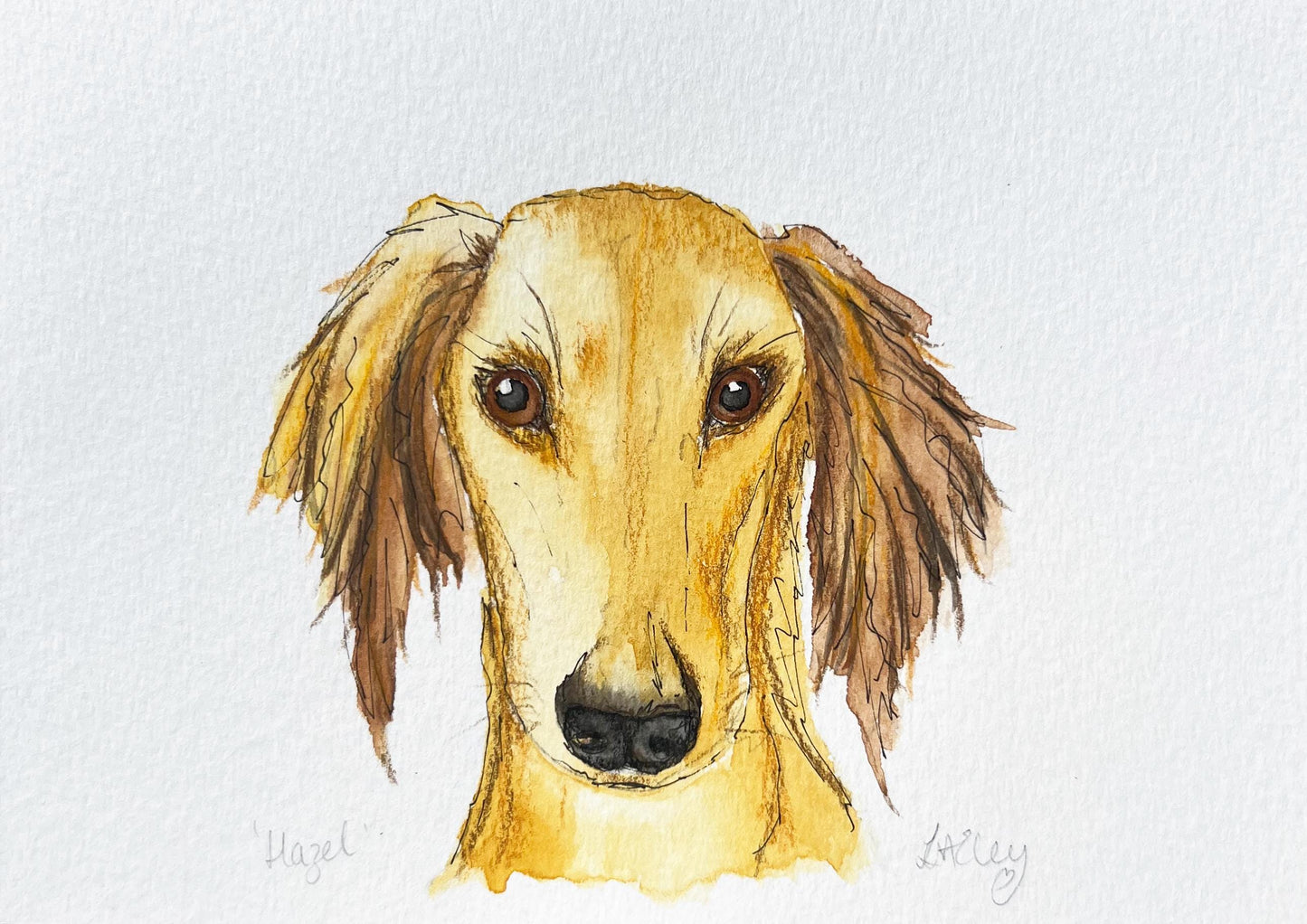 Watercolour painting of a Saluki dog named Hazel.