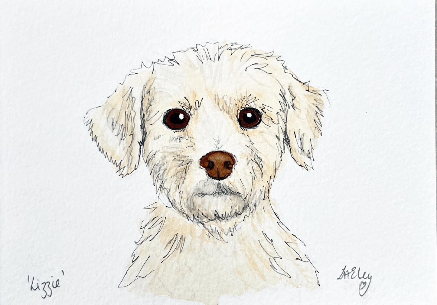 Watercolour painting of a white Maltese dog named Lizzie.