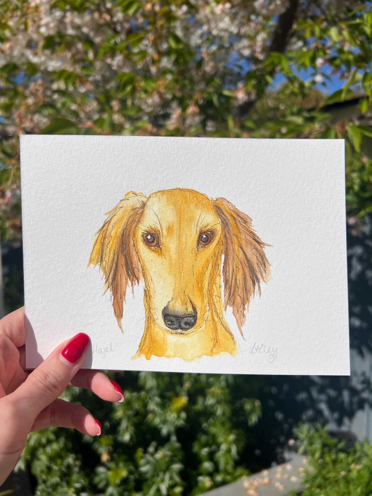 Watercolour painting of a Saluki dog named Hazel with a garden background.