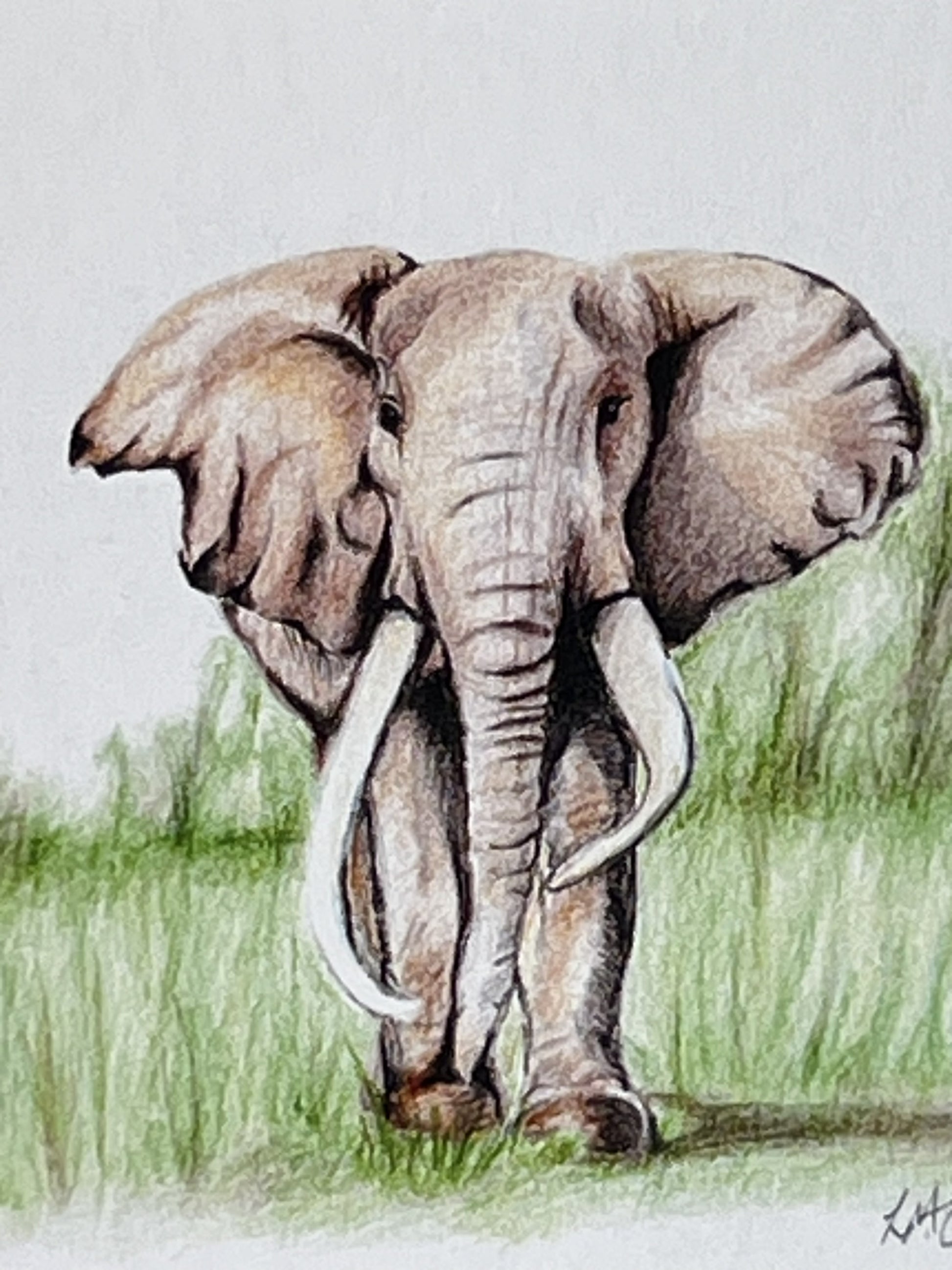 An original pencil illustration of an elephant standing in grass, with a white background.