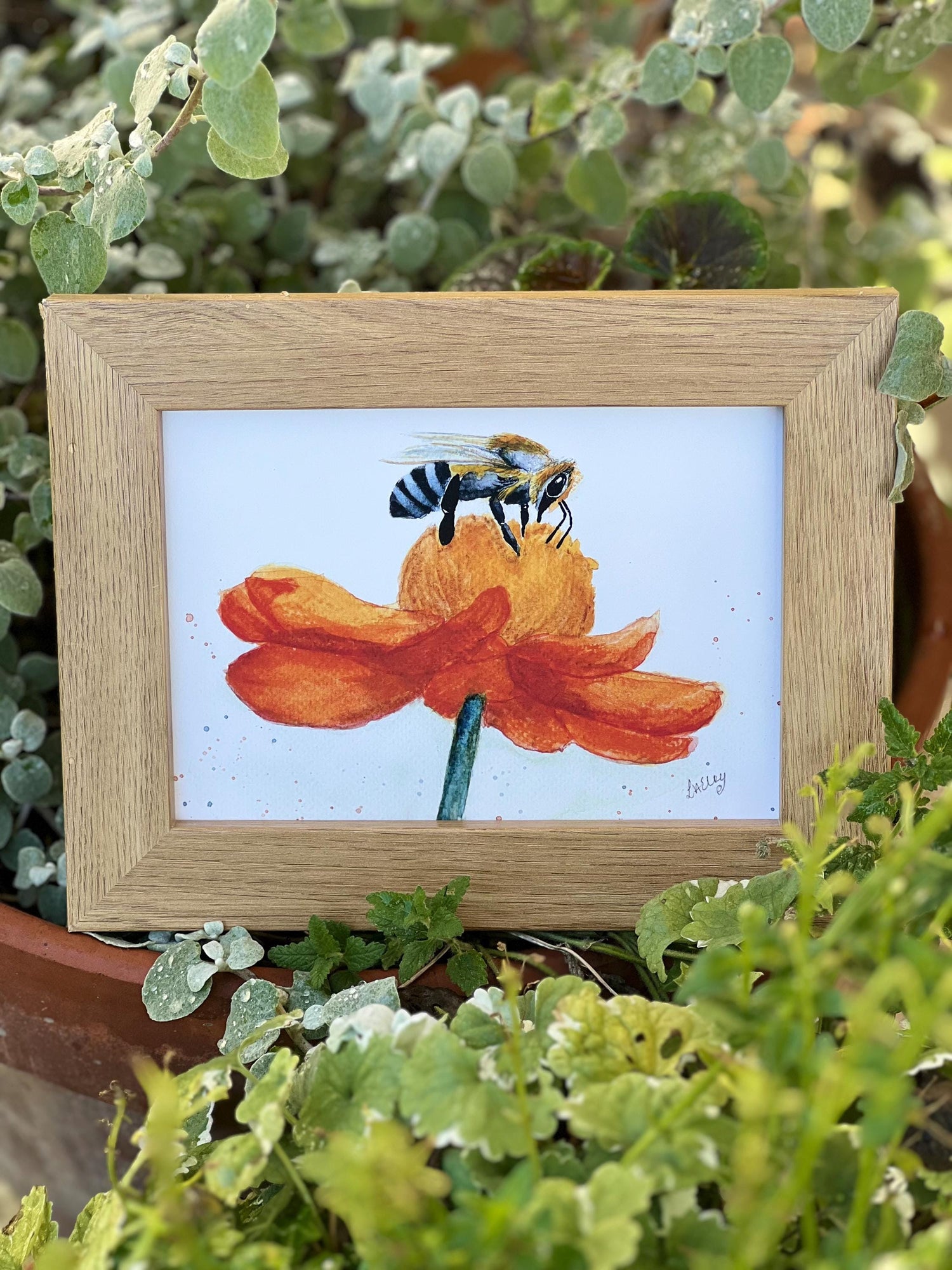 Watercolour honey bee on a vibrant orange flower in a oak finish wooden frame in a garden setting. 