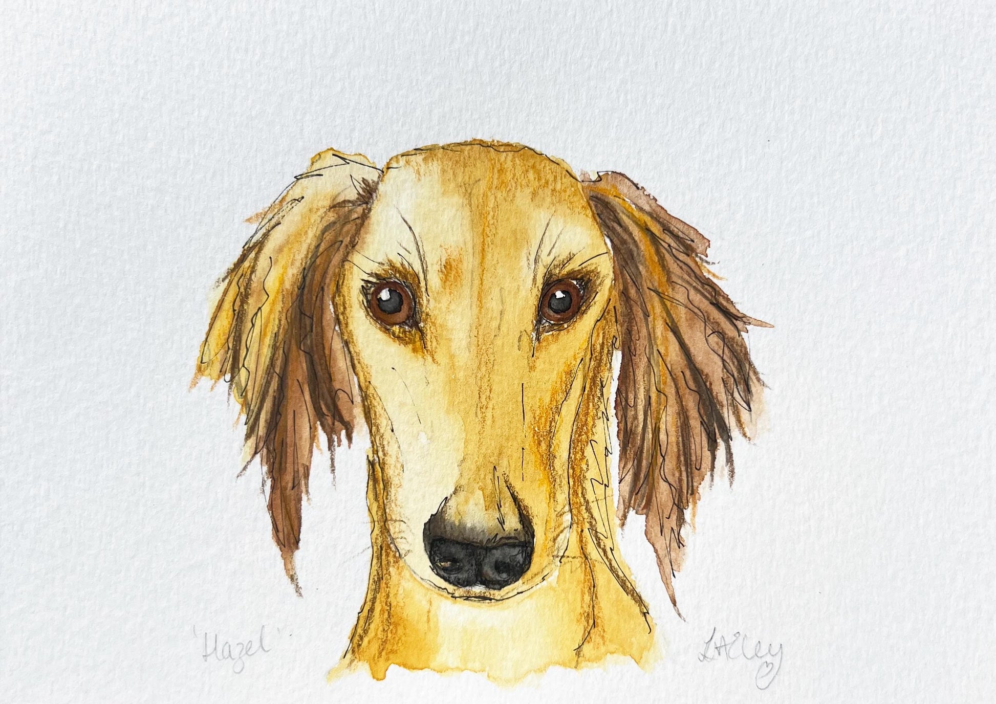 Watercolour painting of a Saluki dog named Hazel. 