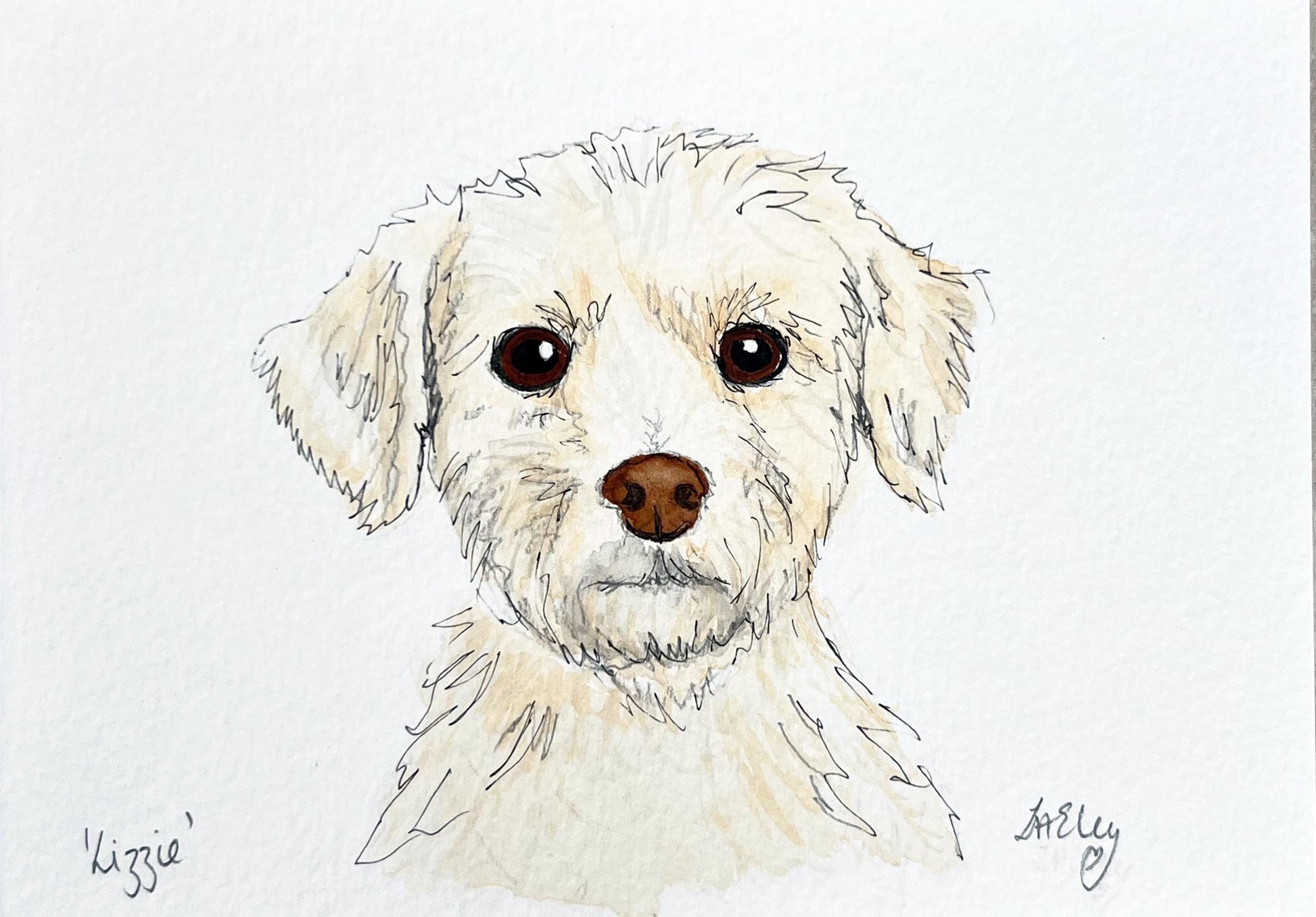 Watercolour painting of a white Maltese dog named Lizzie.